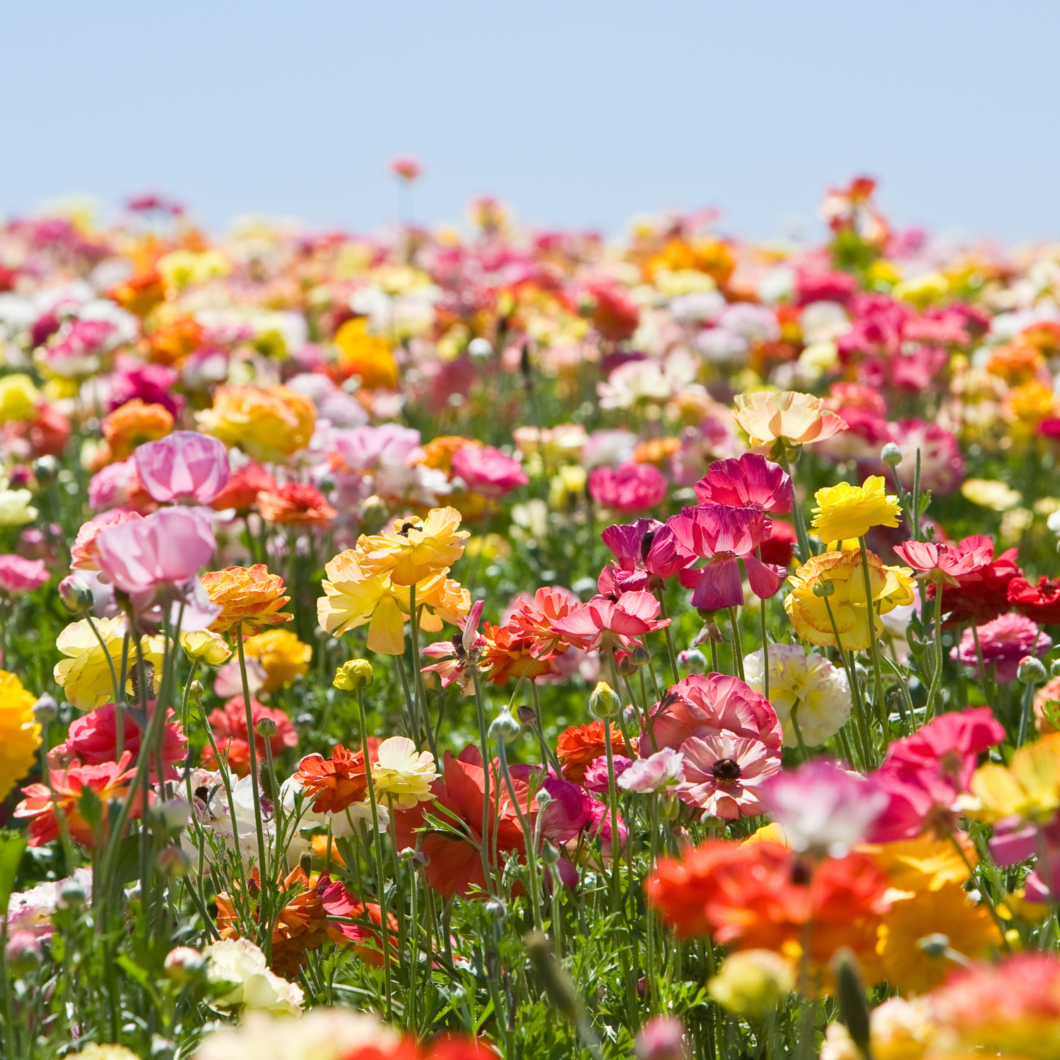 Ảnh mô tả hương website (3)